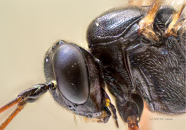 Braconid Wasp - 8x lifesized macro photo
